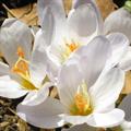 Meadow saffron ، پیاز حضرتی ، گل حضرتی ، زعفران پاییز ، سنبله،سورنجان ، کلشیکوم 